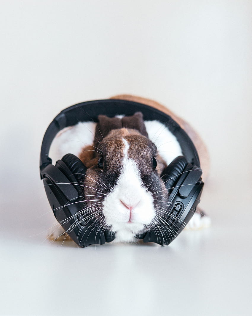 Music, Headphones, Rabbit, Audio HD phone wallpaper