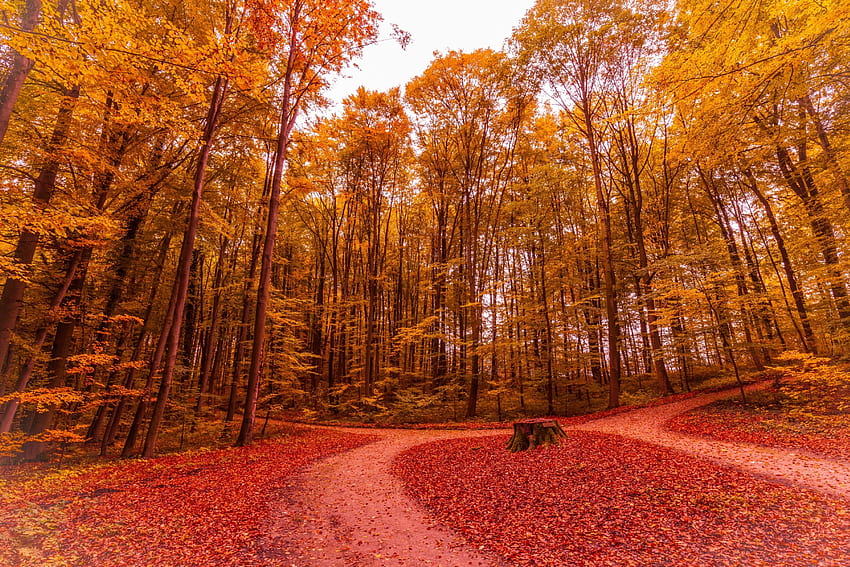 Parque Outono, Estrada, Outono, Floresta, Árvores papel de parede HD