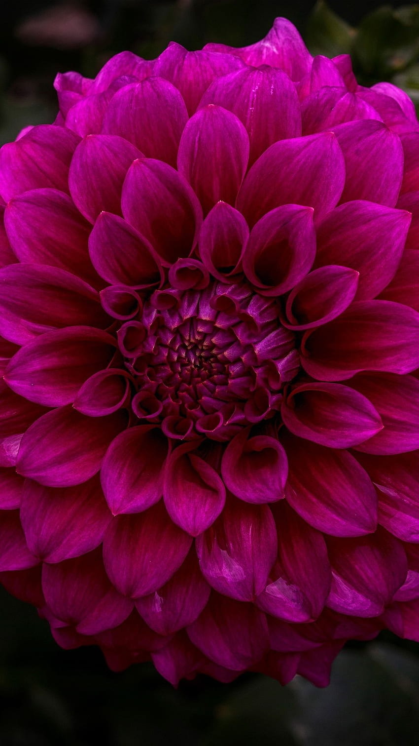 Dahlia, purple flower, garden U HD phone wallpaper