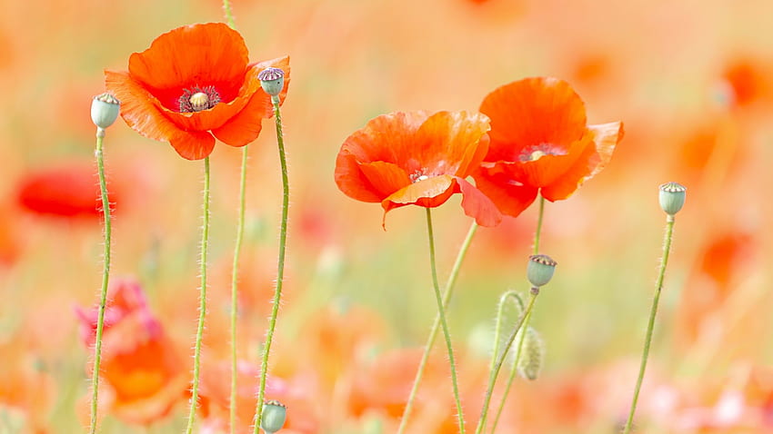 Sommermohn, rot, Blütenblätter, Feld, Blüten, Knospen HD-Hintergrundbild