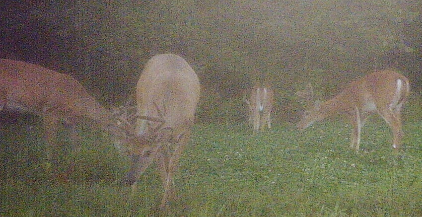 clover field, fields, antlers, perfect, deer HD wallpaper