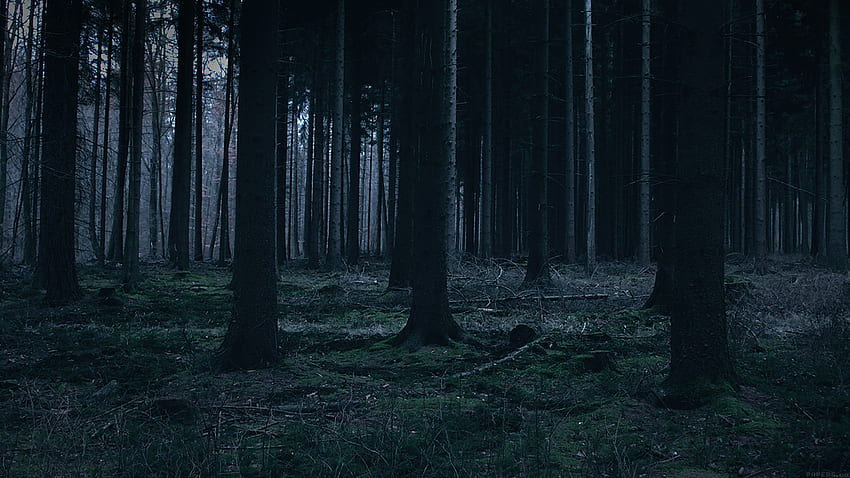 para, portátil. floresta noite escura árvores natureza, Dark Forest Laptop papel de parede HD