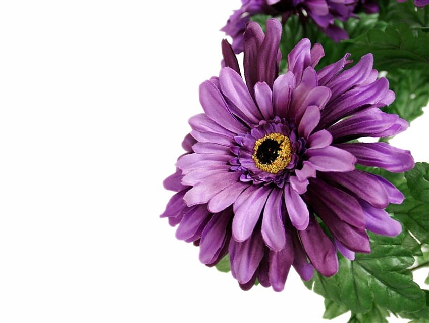 Fioletowa stokrotka, fioletowy, biały, stokrotka, kwiat, natura Tapeta HD