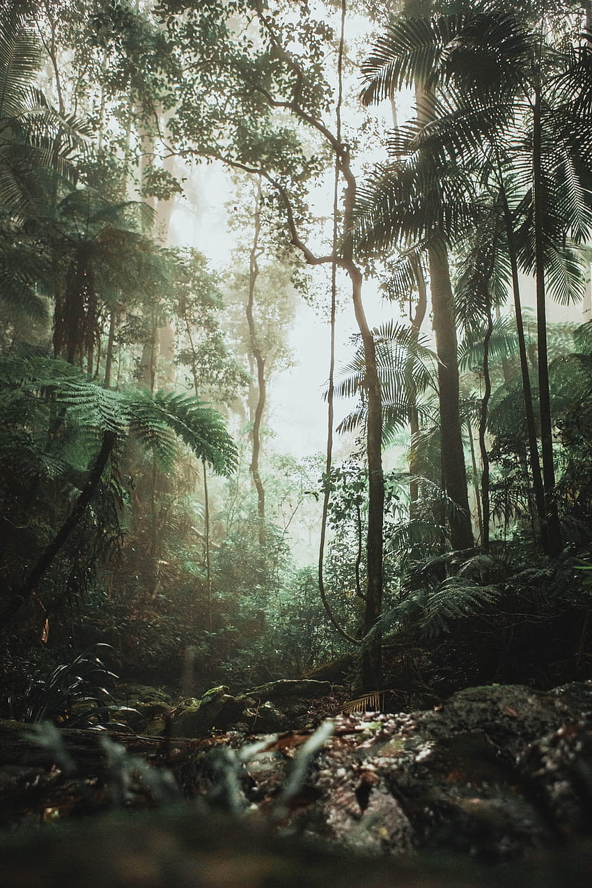 Fundo da selva: Plano de fundo, bela selva Papel de parede de celular HD