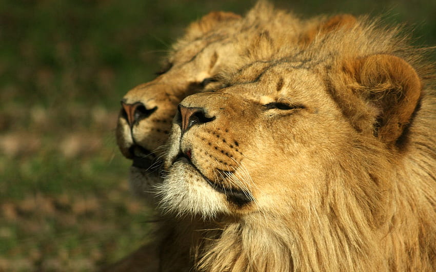 Animali, coppia, coppia, leone, relax, riposo, ammirazione Sfondo HD