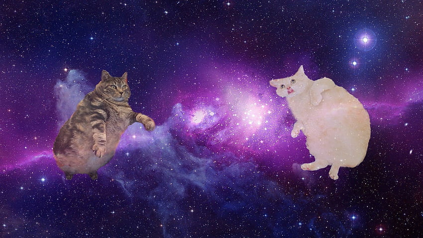 Galaxy Cat, niesamowita galaktyka Cat Tapeta HD