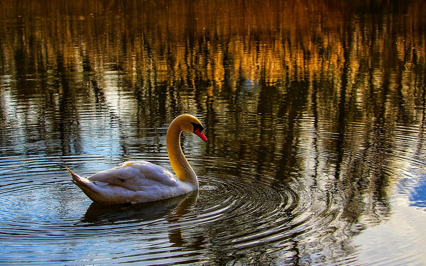 cisne blanco en el estanque, hermoso cisne, cisne blanco, cisne en el lago, cisnes fondo de pantalla