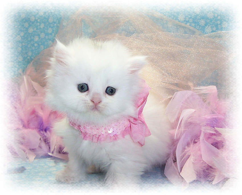 แมวน่ารัก - แมว ลูกแมวน่ารักที่สุด แมวสวย แมวเด็กน่ารัก วอลล์เปเปอร์ HD