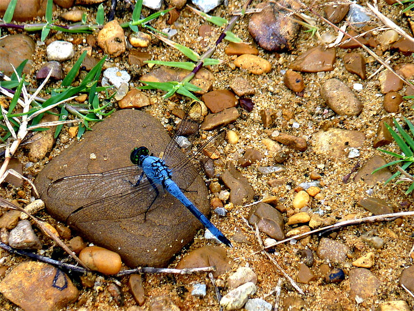 Dragonfly on a rock, bug, dragonfly, rocks, damselfly, insect, stones HD wallpaper