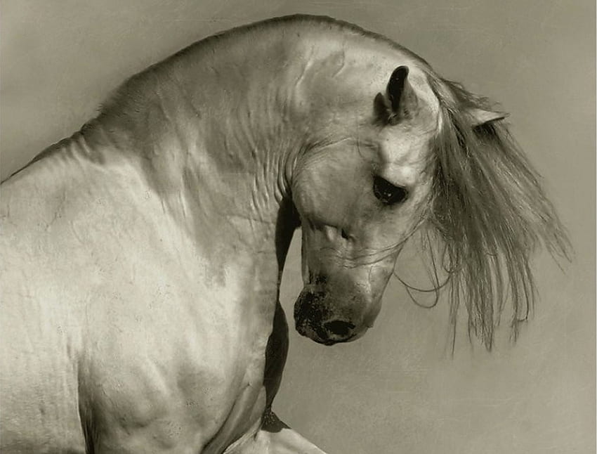 Бяла красота, елегантна, животно, кон, бяла, кобила, жребец, красива HD тапет