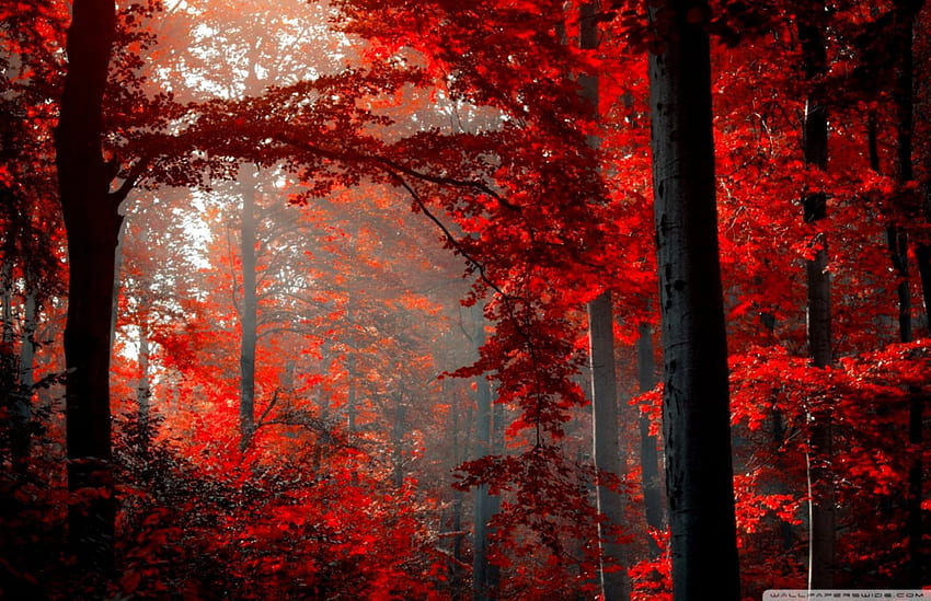 Red Dark Forest, Dark Forest Ultra HD wallpaper | Pxfuel