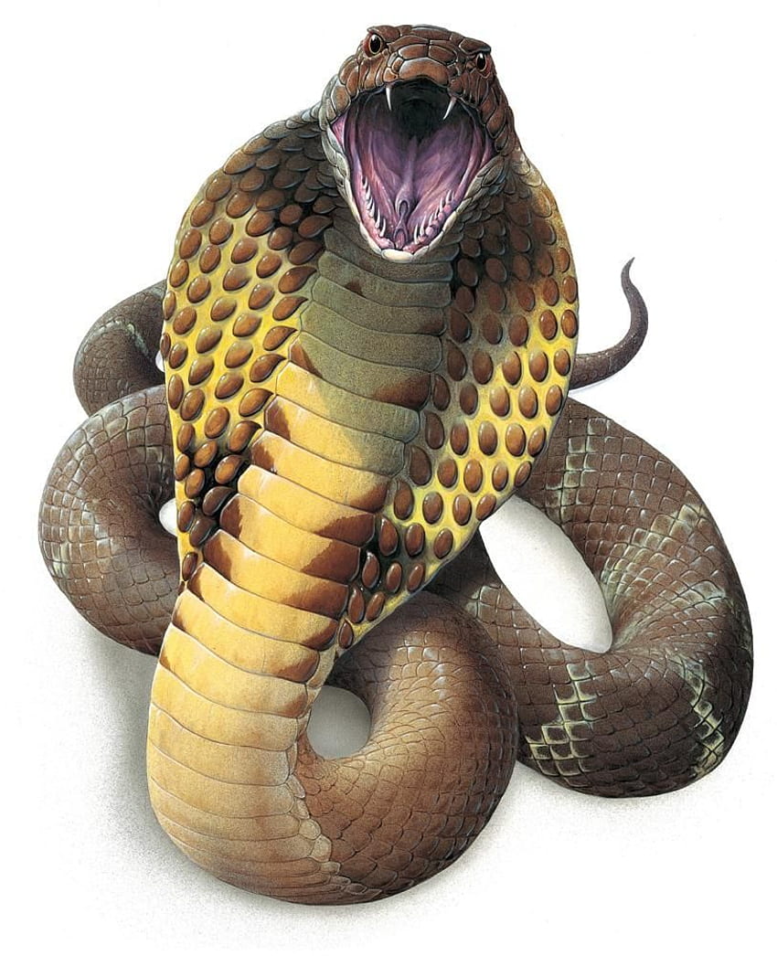 King Cobra Snake (ophiophagus Hannah): Decalcomanie da muro personalizzate, parete, serpente giapponese Sfondo del telefono HD