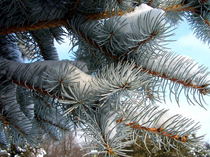 Winter, Nature, Needle, Pine, Snow, Branch HD wallpaper