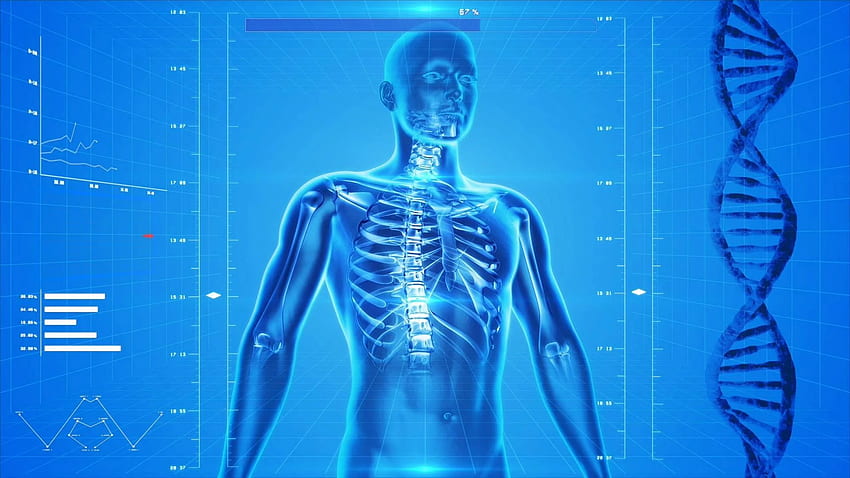 Organe, menschlicher Körper HD-Hintergrundbild
