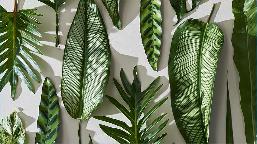 Folhas Tropicais - At Bro - Planta, Folhas Verdes papel de parede HD