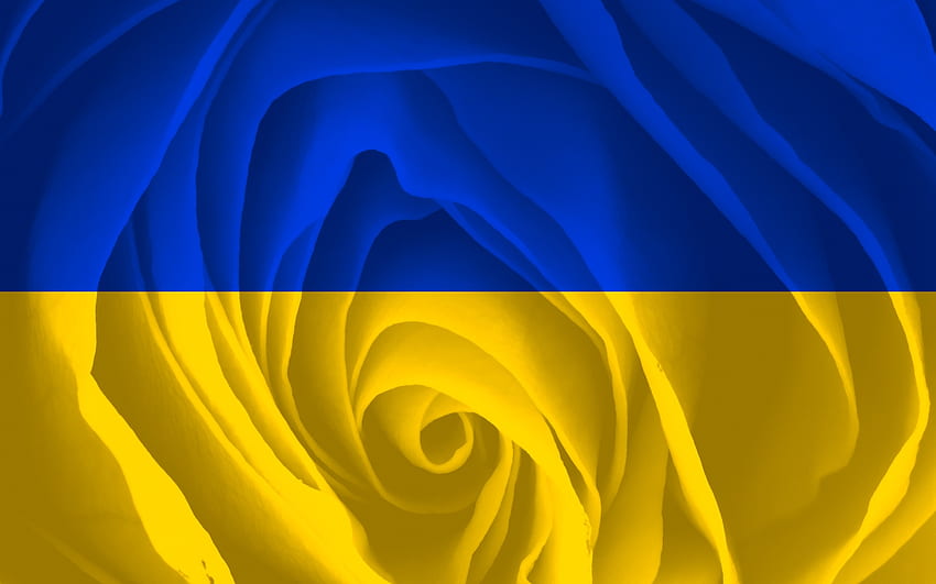 Ukraine Rose, rose, Ukraine, flag, yellow, blue HD wallpaper