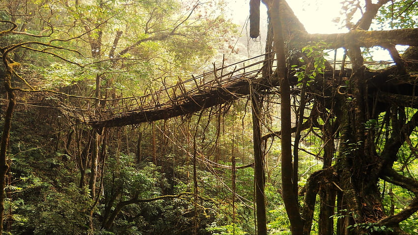 What cues do the root bridges of Meghalaya hold for futuristic architecture? HD wallpaper