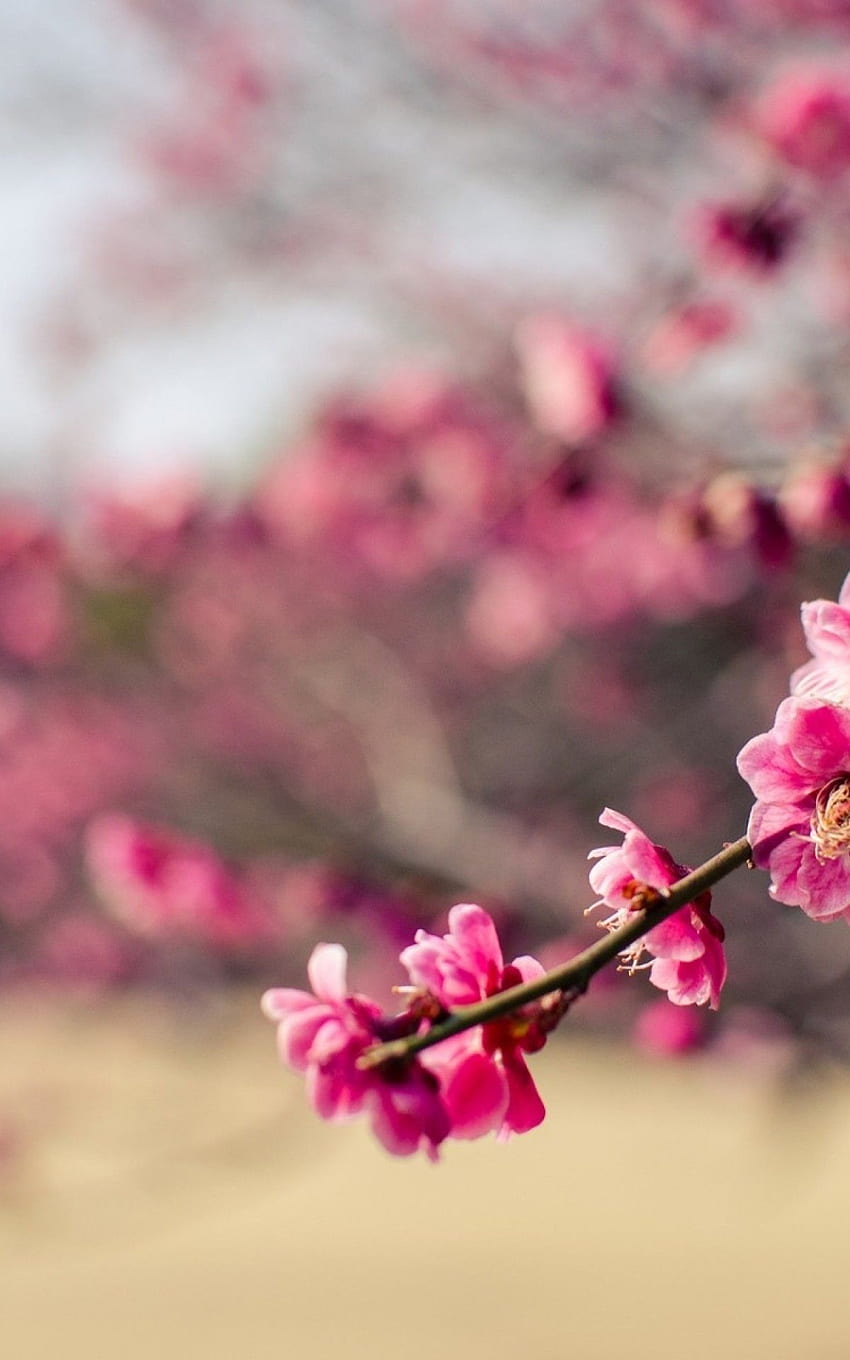 매화, 가지, 흐릿한, 일본, 일본 꽃 HD 전화 배경 화면
