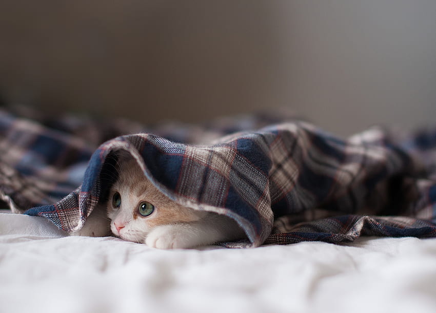 Tiere, Kätzchen, Kätzchen, hinlegen, liegen, verstecken, Decke HD-Hintergrundbild