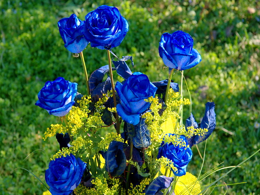 Цъфтящ блус, синьо, рози, зелено, градина, цветя HD тапет