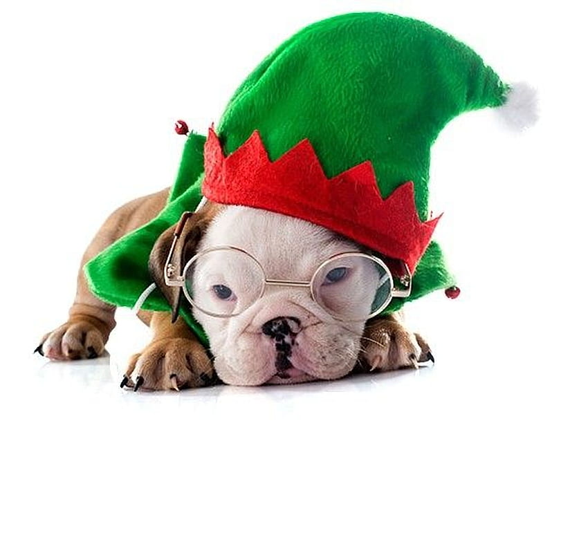Filhote de cachorro, cachorro, animal, branco, Craciun, fofa, cachorro, verde, Natal, vermelho, óculos, cartão, pata, chapéu, Caine papel de parede HD
