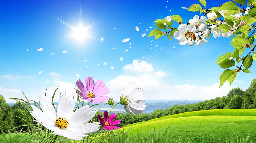 Lindo cenário de verão e flores Widescreen - fundo de alta resolução, linda flor de verão papel de parede HD