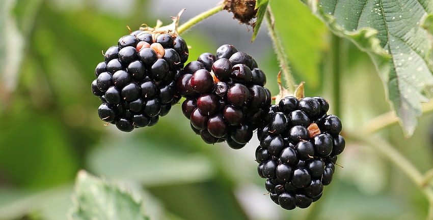 Food, Berries, Blackberry, Petals, Branch HD wallpaper