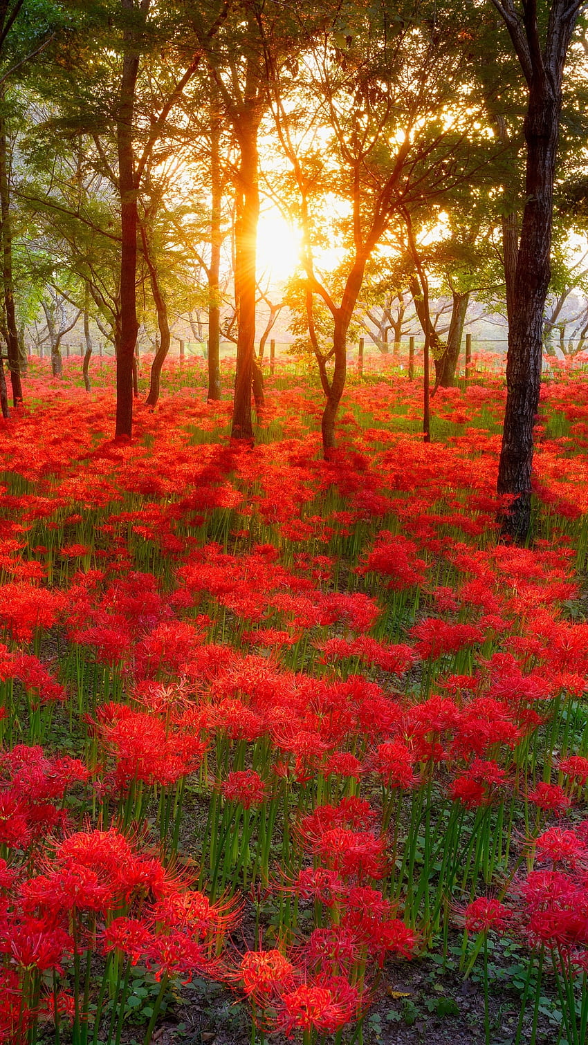 아름다운, 붉은 꽃 HD 전화 배경 화면