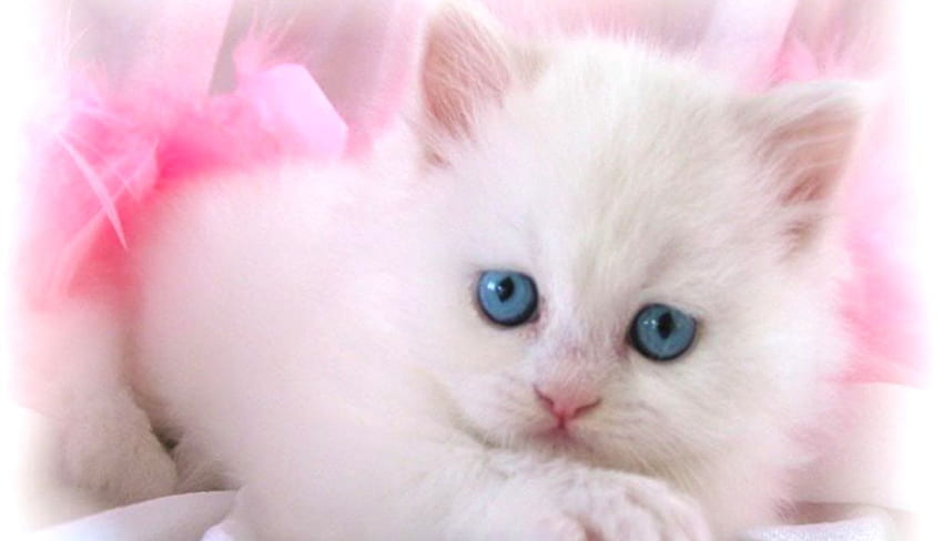 gato rosa, gato rosa kawaii fondo de pantalla