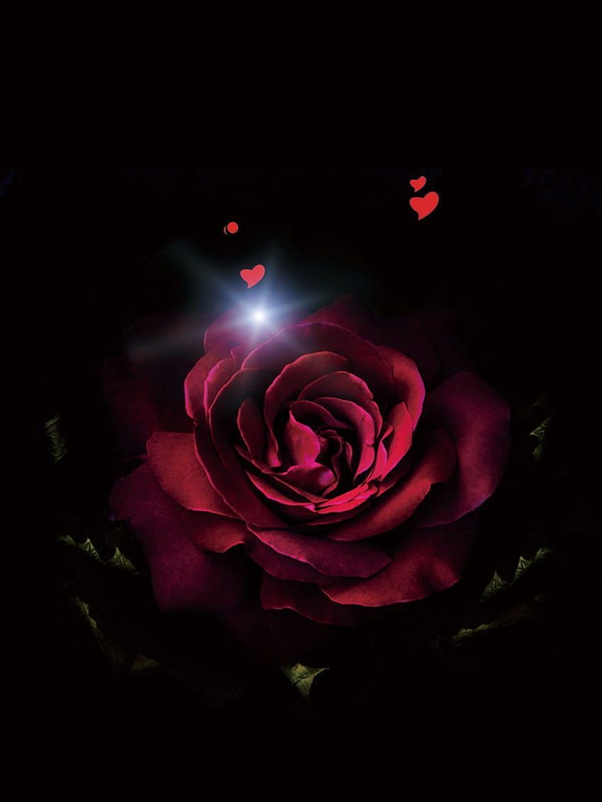 Décors à motifs Décors de fleurs Arrière-plan flou G 177. Belles roses rouges, téléphone Android, Rose, Roses de Bourgogne Fond d'écran de téléphone HD