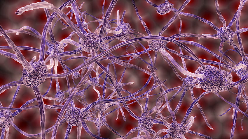 3D, Plexus, Nerve Cells HD wallpaper