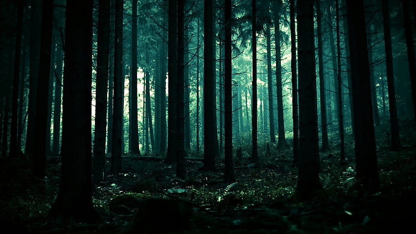 Dark spooky forest , Dark Scary Forest HD wallpaper