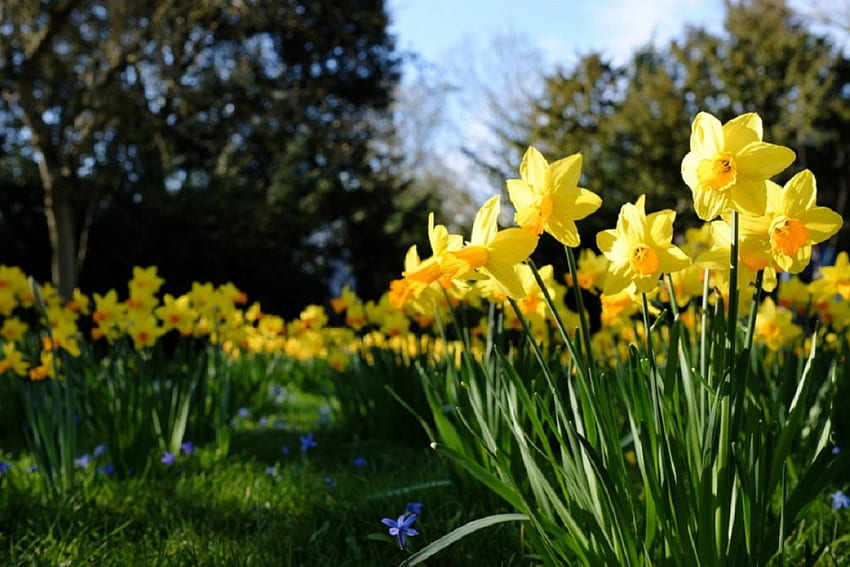 yellow daffodil garden, daffodils, yellow, garden, nature, flowers HD wallpaper