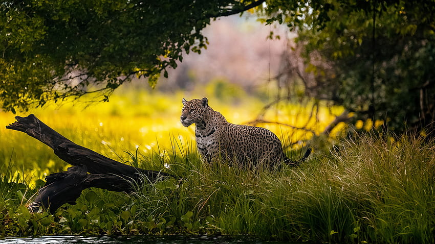 Jaguar Is Standing On Grass In Blur Nature Background Jaguar HD wallpaper |  Pxfuel