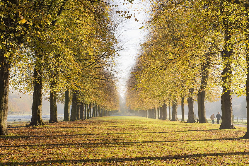Sunday : Autumn in England – The Stunning Lime Avenue in Marbury ...