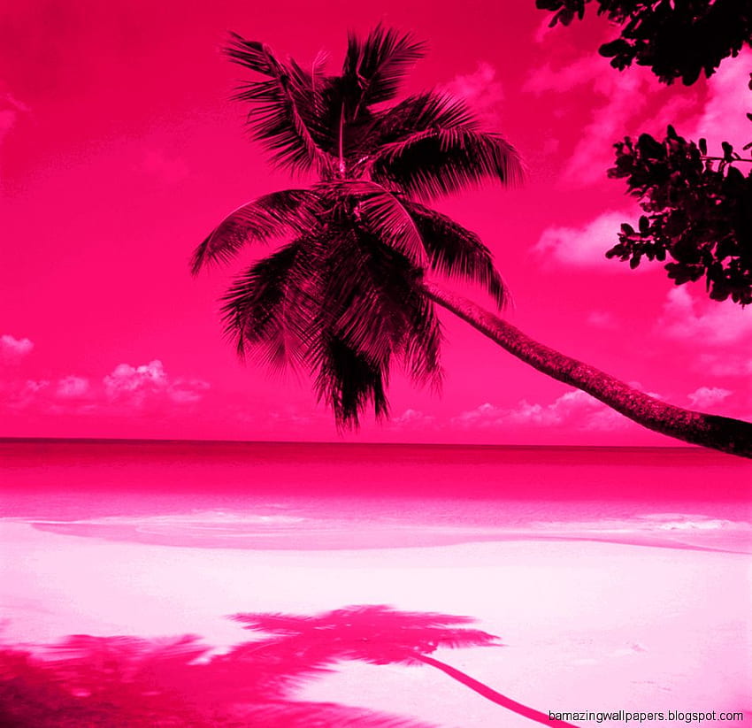 Sunset Pink Beach, Pink Tropical HD wallpaper