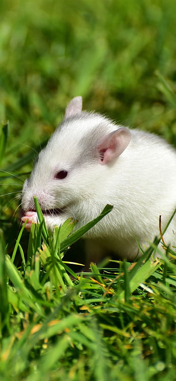 Small Rat Looking Glass Stock Photo 52801516 | Shutterstock