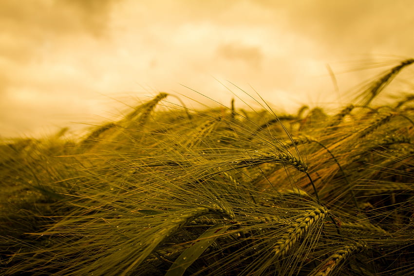 Wheat, plants, farm, harvest, summer, close up HD wallpaper