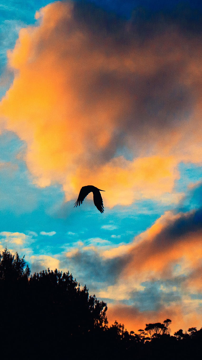 Flying Eagle In The Evening Sky, sky, evening, eagle, flying, nature, clouds HD phone wallpaper