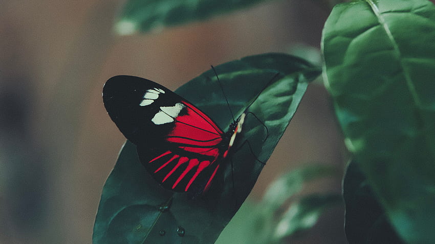 Пеперуда с червени черни линии върху пеперуда със зелени листа HD тапет
