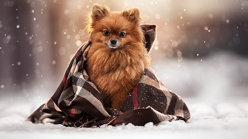 Spitz Brown Dog With Cloth Is Sitting On Snow In Blur Bokeh Background Dog HD wallpaper