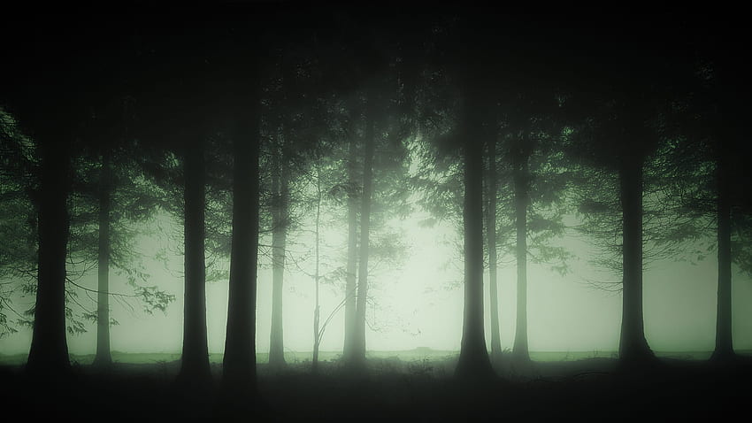 소름 끼치는 숲 - 최고 소름 끼치는 숲 배경, 어두운 무서운 숲 HD 월페이퍼