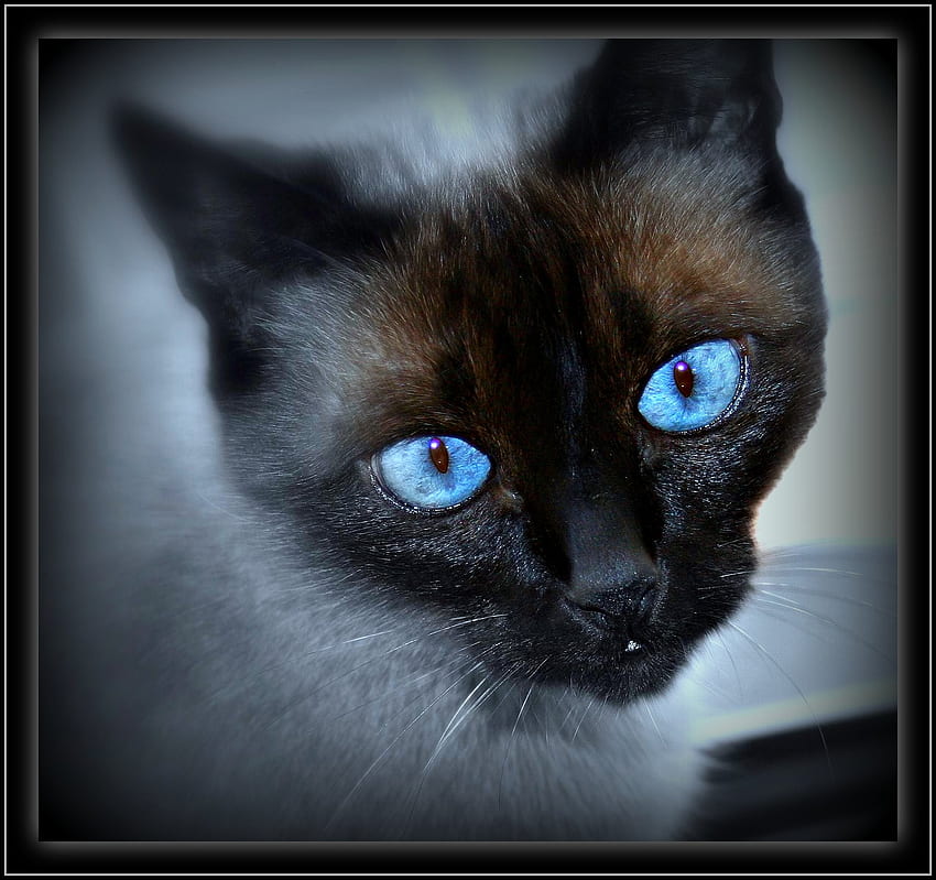 Only have eyes for you, blue, eyes, face, siamese HD wallpaper