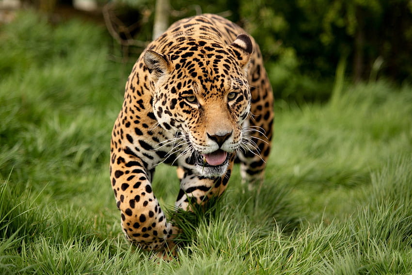 Animales, leopardo, depredador, gato grande, huir, correr fondo de pantalla