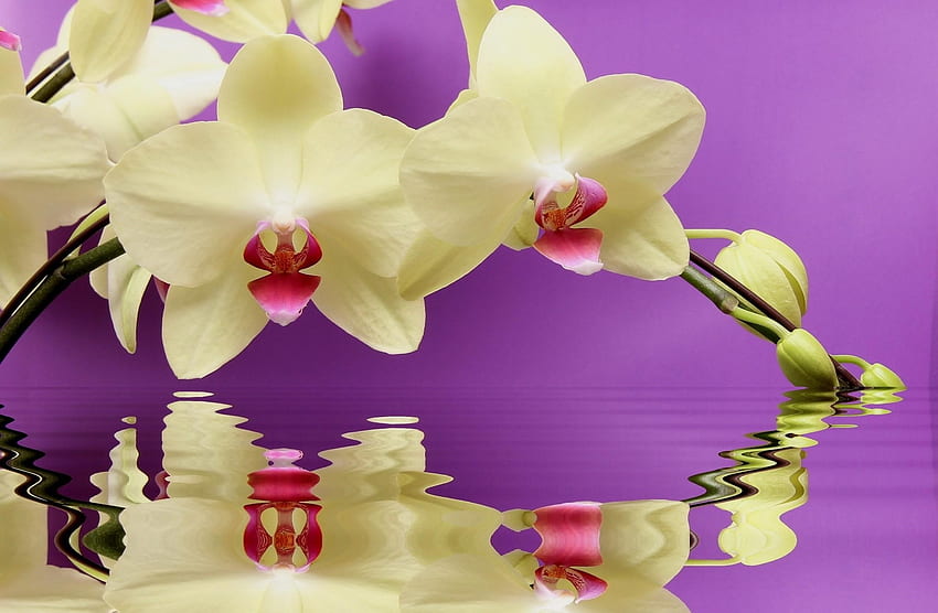 Flowers, Water, Reflection, Branch, Orchid HD wallpaper
