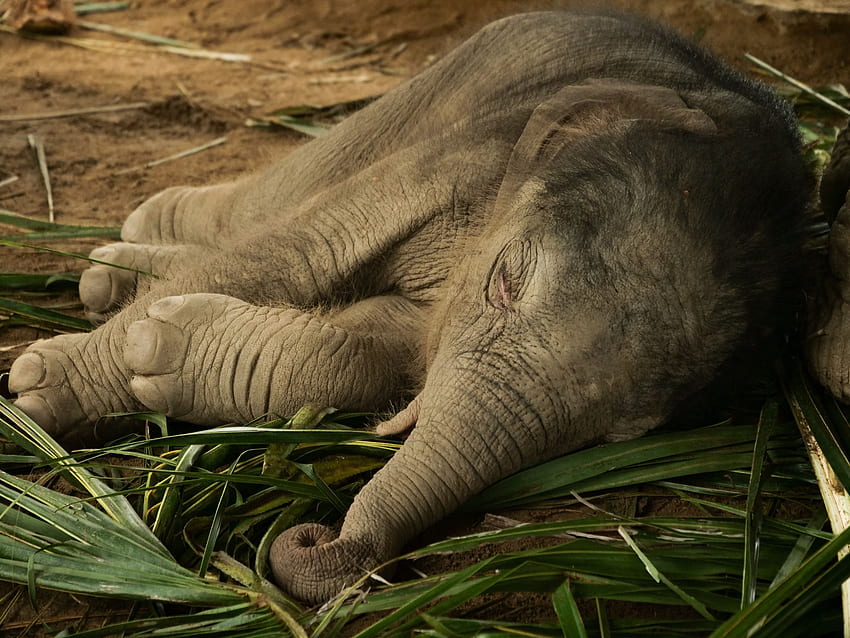 of Baby Elephant Sleeping on the Ground · Stock, Asian Elephant HD wallpaper