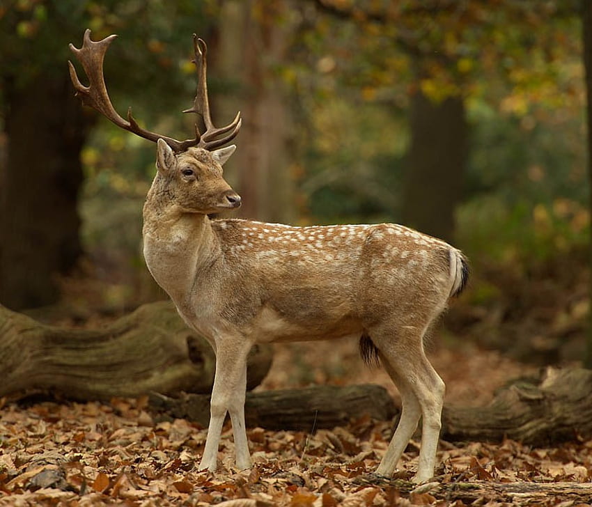 BEAUTIFUL DEER, wildlife, deer, beautiful, buck, wild HD wallpaper