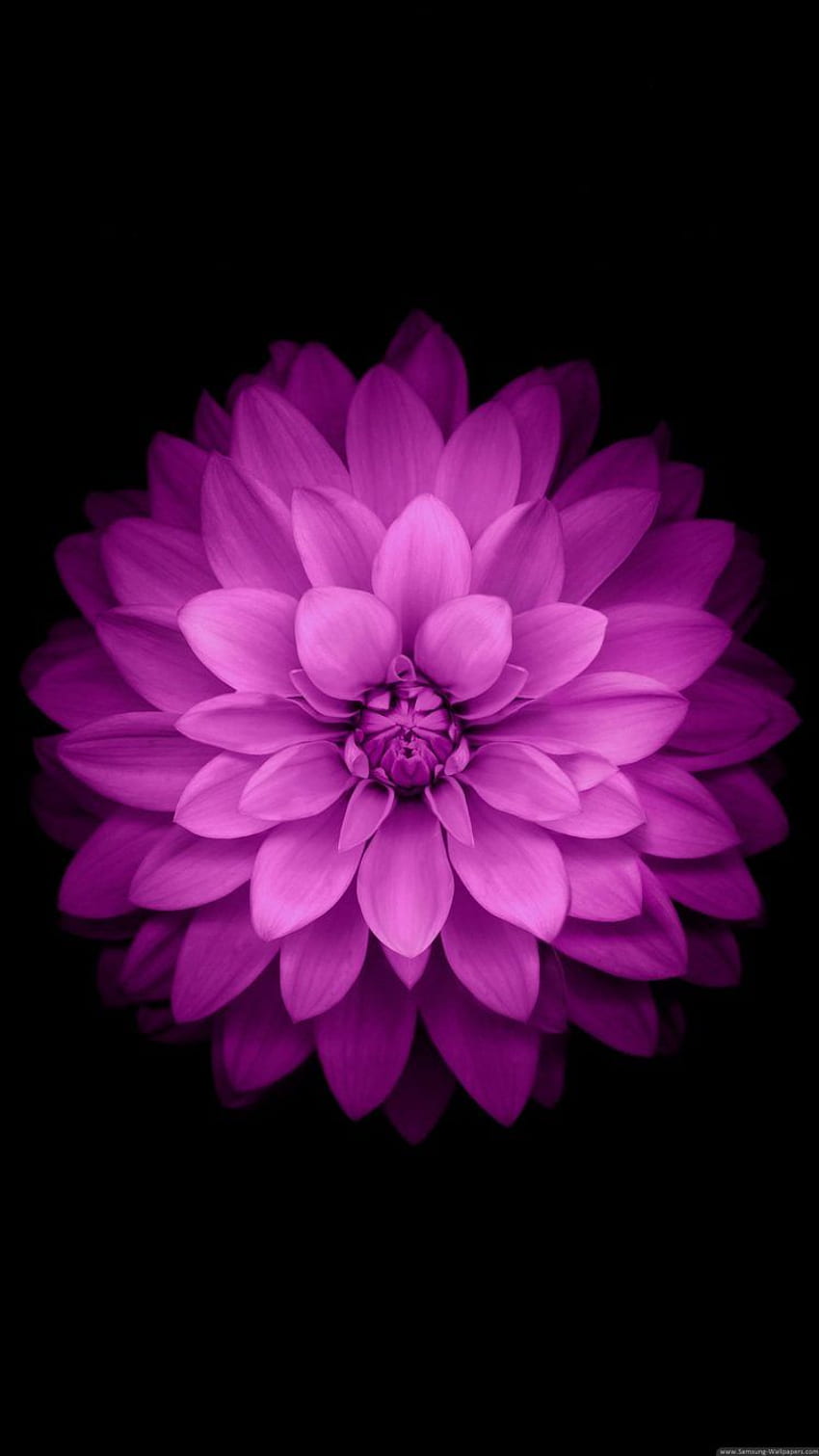 purple flower, Black background / and Mobile, Purple Flowers HD phone wallpaper