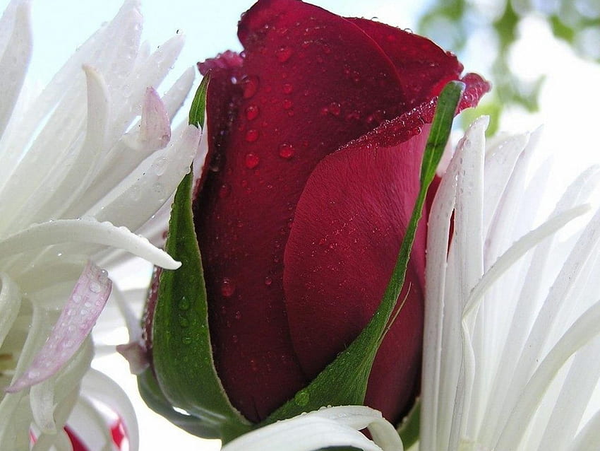 Drops, Flower, Macro, Petals, Red Rose, Bright Color HD wallpaper