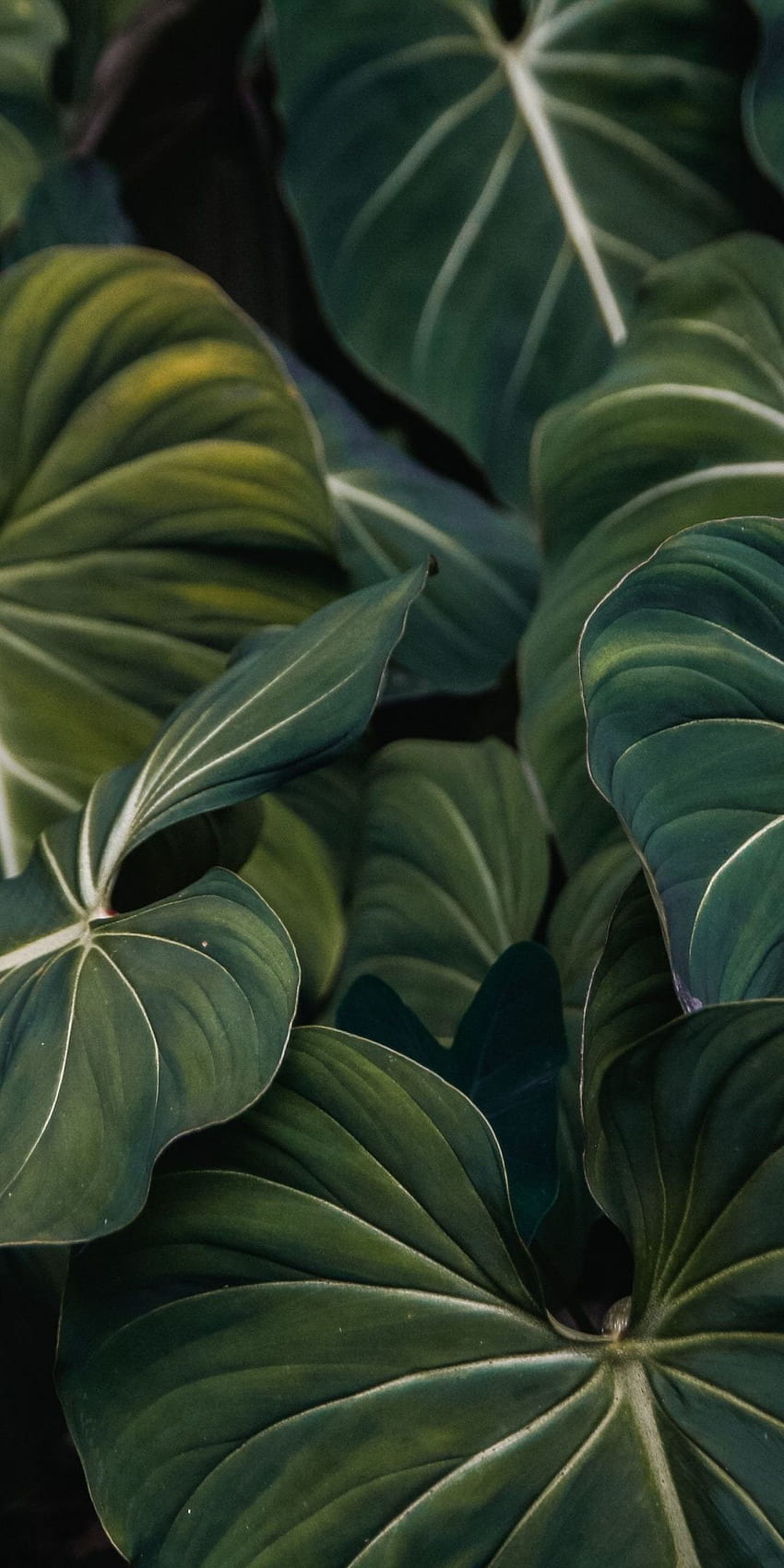植物、緑の葉、葉脈、クローズアップ、美的葉 HD電話の壁紙